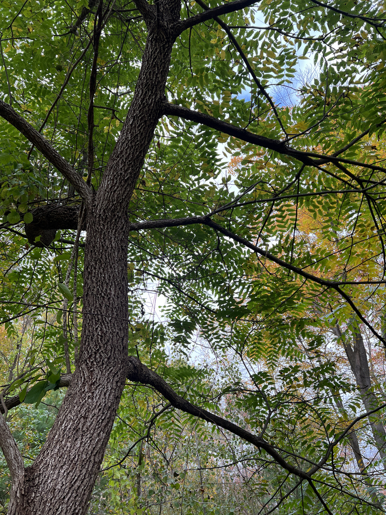 eastern black walnut