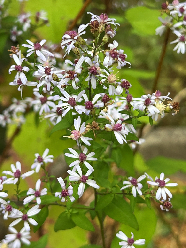 Common Blue Wood Aster