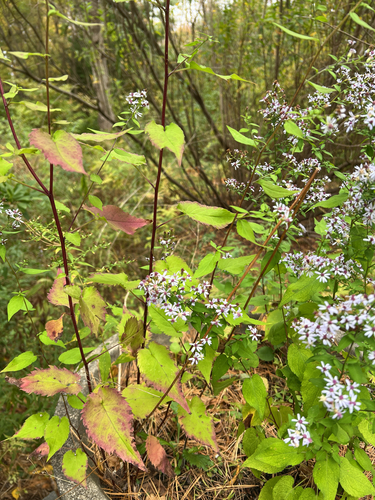 Common Blue Wood Aster