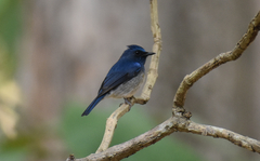 Cyornis hainanus