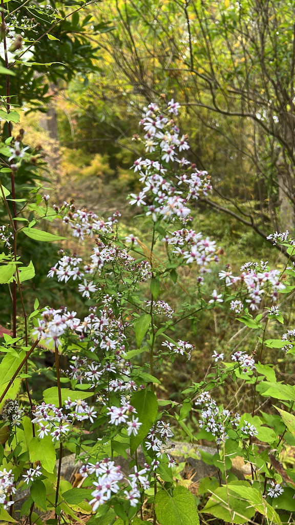 Common Blue Wood Aster