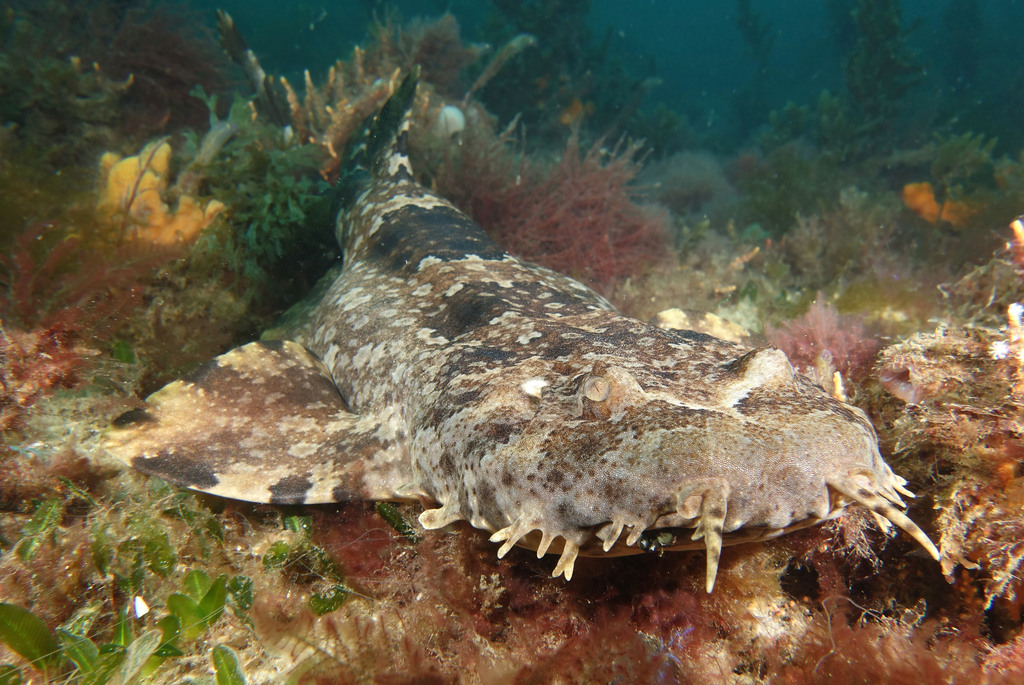 Ornate wobbegong (Orectolobus ornatus) — Orectolobidae