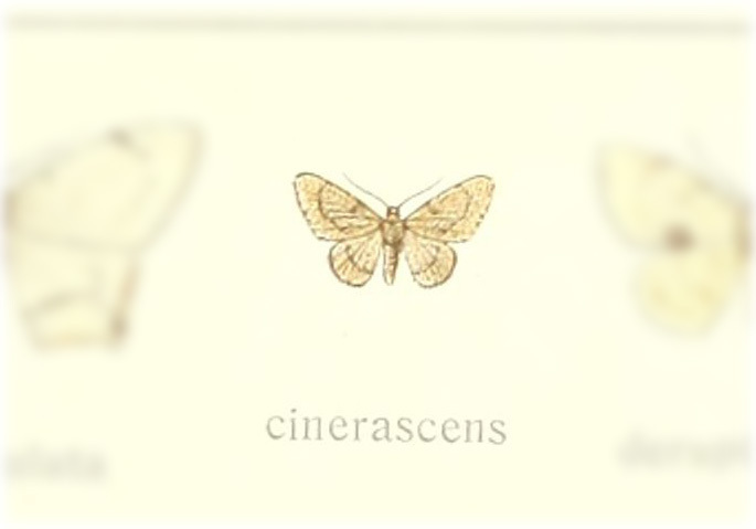 Antiplecta cinerascens