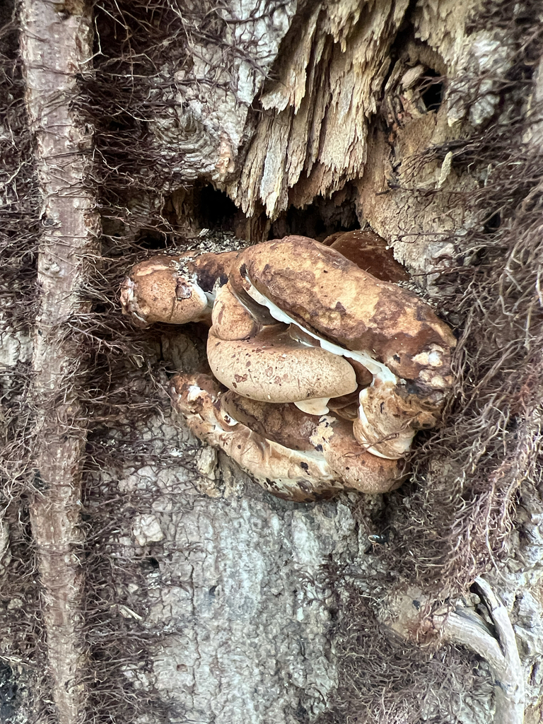 Resinous Polypore