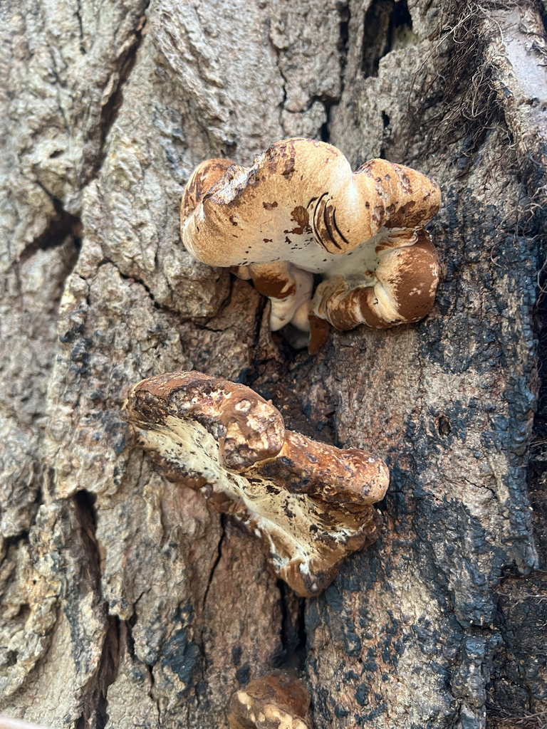Resinous Polypore
