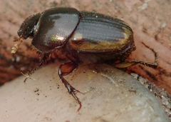 Onthophagus vinctus