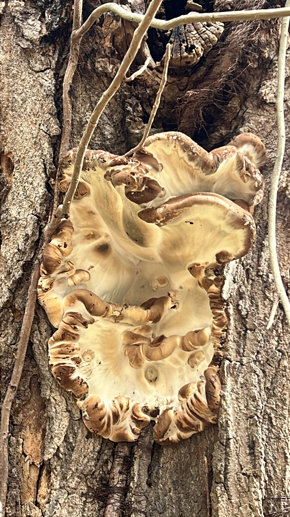 Resinous Polypore