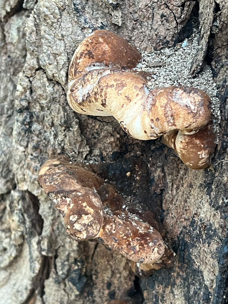 Resinous Polypore