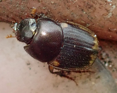 Onthophagus vinctus