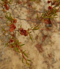 Dodonaea hexandra