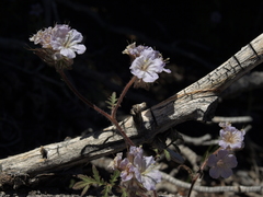 Phacelia vallis-mortae