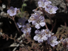 Phacelia vallis-mortae