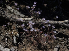 Phacelia vallis-mortae