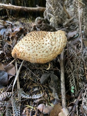 Amanita australis