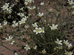 Eremogone ferrisiae