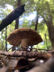 Amanita australis