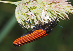 Castiarina nasuta