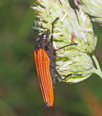 Castiarina nasuta
