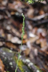 Thelymitra aemula