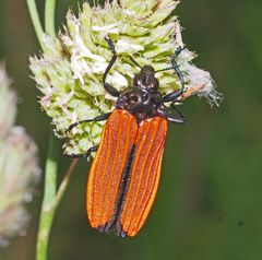Castiarina nasuta