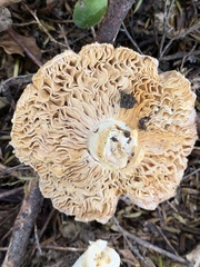 Amanita australis