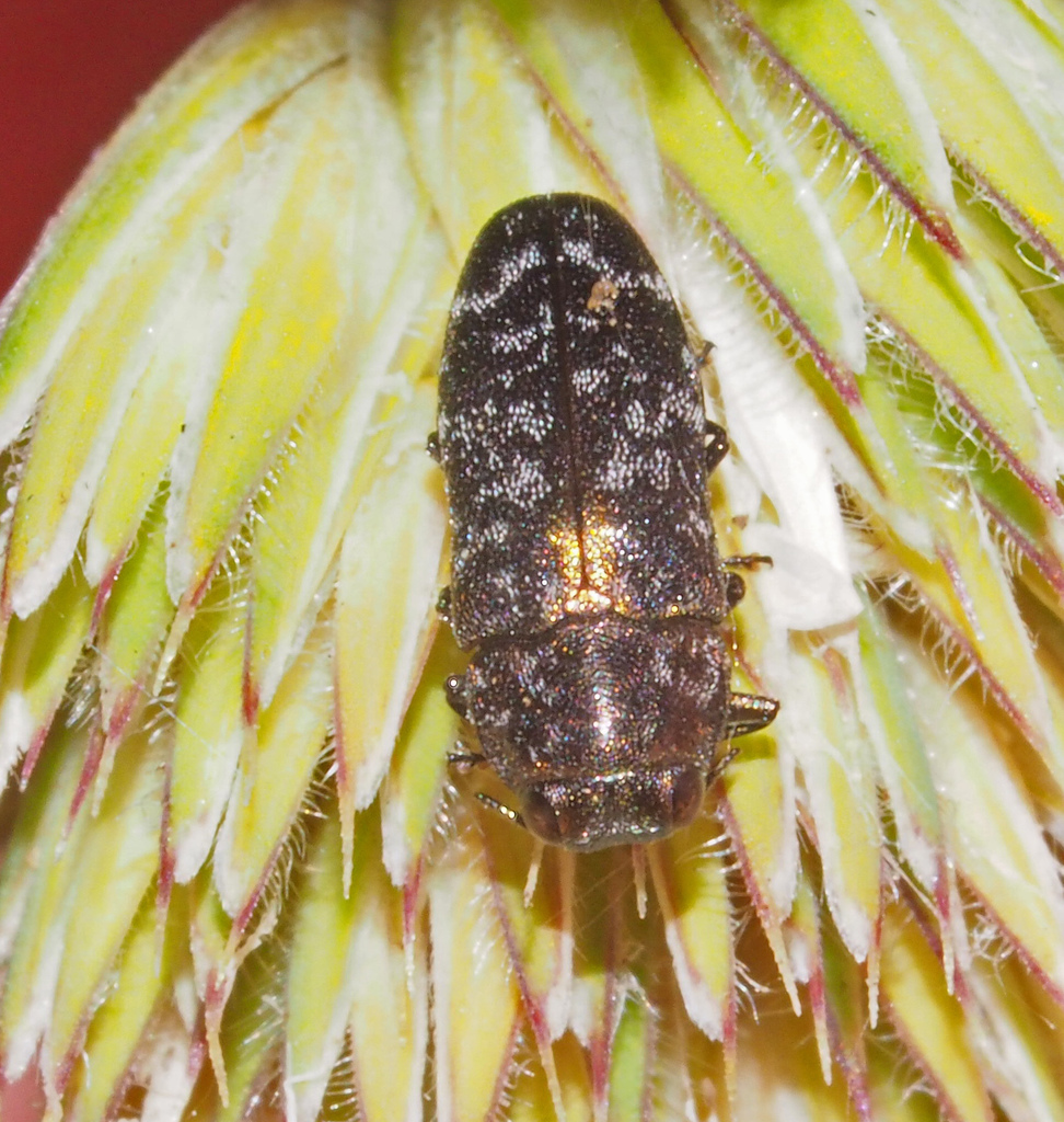 Diphucrania pauperula