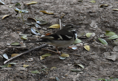 Dendronanthus indicus