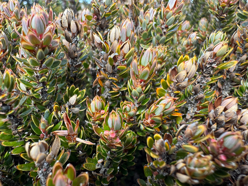Planocarpa petiolaris, photograph 1