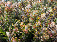 Planocarpa petiolaris, photograph (c) Caleb Catto, some rights reserved (CC BY)