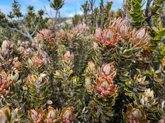 Planocarpa petiolaris