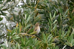 Phylloscopus collybita