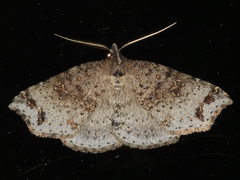 Lithilaria ossicolor