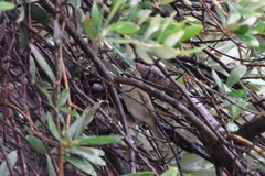 Phylloscopus collybita