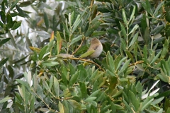 Phylloscopus collybita