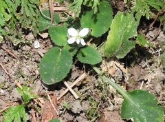 Viola diffusa