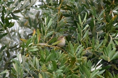 Phylloscopus collybita