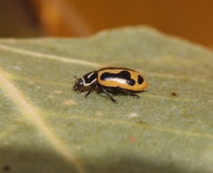 Hippodamia sinuata crotchi