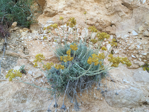 Sardinian Helichrysum (Helichrysum saxatile)
