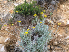 Helichrysum saxatile saxatile