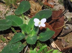 Viola diffusa