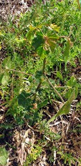Malva preissiana