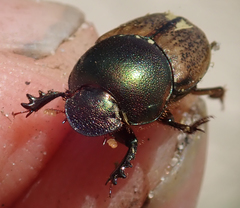 Onthophagus plebejus