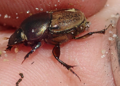 Onthophagus plebejus