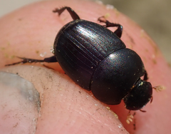 Euonthophagus carbonarius