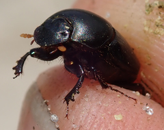 Euonthophagus carbonarius
