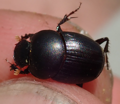 Euonthophagus carbonarius
