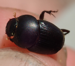 Euonthophagus carbonarius