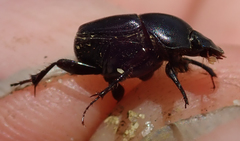 Euonthophagus carbonarius