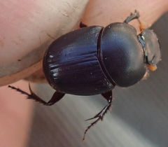 Euonthophagus carbonarius