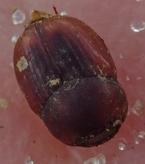 Caccobius ferrugineus